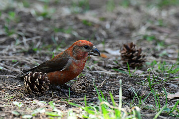 松ぼっくりの中のイスカ