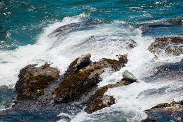 Pacific coast waves hitting the volcanic rocks and seals on the rocks, in Oregon state.