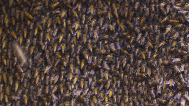 Honey bees live in hive or honeycomb, stitch of the rock crevices. Natural wildlife insects animal found along the way to the cave.