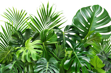 Fototapeta premium Tropical Green Leaves