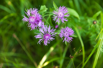 Centaurea jacea