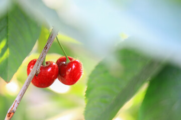 Mature large cherries in the orchard