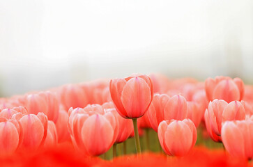 Blooming tulips in an outdoor park