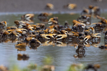 A large number of fiddler crabs (Uca sp.) at Robinson Preserve in Manatee County, Florida © Hayley Rutger