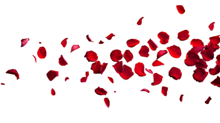 Red rose petals floating in the air, a romantic Valentine's Day concept