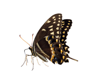 A palamedes swallowtail butterfly (Papilio palamedes) clipped from my original photo and isolated as a transparent PNG asset for use in design projects. Please confirm species ID with an expert.
