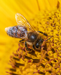 Close up macro picture of a bee collecting pollen, nectar from a bright yellow sunflower