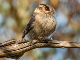 Australian Owlet-nightjar - Aegotheles cristatus in Australia