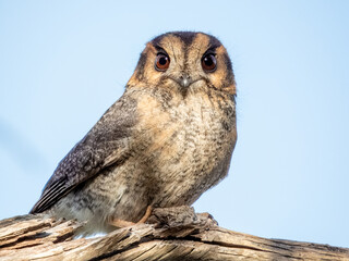 Australian Owlet-nightjar - Aegotheles cristatus in Australia
