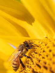 Close up macro picture of a bee collecting pollen, nectar from a bright yellow sunflower