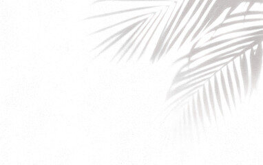 Obraz premium Abstract background of palm leaves or coconut leaves and perspective. Natural pattern, gray shadow. Copy space or empty. For advertisements, business cards, and transparent backgrounds with png