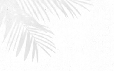 Abstract background of palm leaves or coconut leaves and perspective. Natural pattern, gray shadow. Copy space or empty. For advertisements, business cards, and transparent backgrounds with png