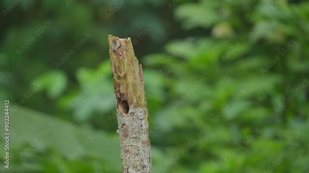 Poster the activity of the beautiful bird sunda pygmy woodpecker makes a hole in a dry tree to make a nest