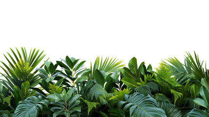 Fototapeta premium Tropical leaves bushes, monstera and palm leaves, transparent cutout