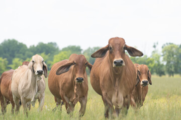 Brahman Cows