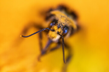 Closeup macro picture of a big beautiful bumblebee pollinating a sunflower