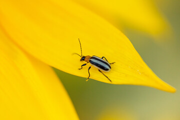 Close up macro picture of a Soldier Beetle on a bright yellow sunflower 