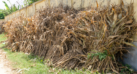 Stack or shock of dry corn stalks in the field
