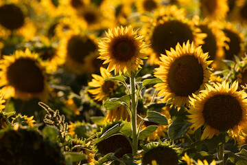 Fototapeta premium Beautiful field of sunflowers captured during golden hour