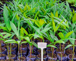  Açaí Palms, Euterpe oleracea, seedlings endemic to the Amazon rainforest to be used in...