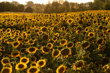 Obraz premium Beautiful field of sunflowers captured during golden hour