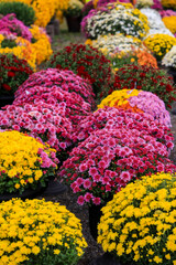 Close up view of bright colorful flowers, fall time decoration.