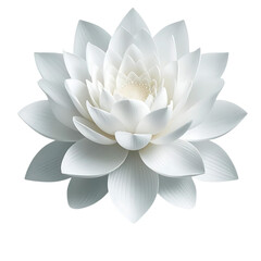 white water lily