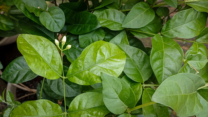 close-up of green leaves and jasmine flower buds with focus on one leaf in the foreground that has a small cluster of tiny white jasmine flowers