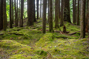 Fototapeta premium Beautiful Olympic National park in Washington