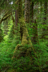 Obraz premium Beautiful Olympic National park in Washington