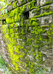 Old concrete block wall with moss growing on it