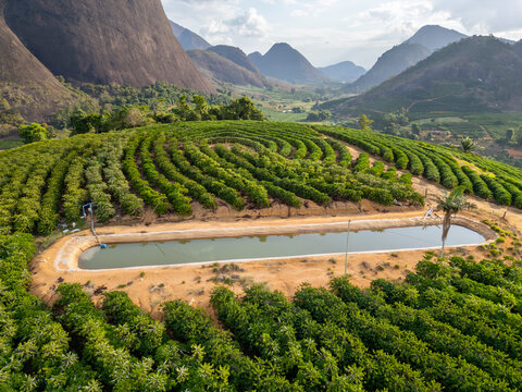 Aerial drone view of a conilon coffee plantation adjacent to an artificial irrigation lake in the rural area of Aguia Branca, Espirito Santo, Brazil