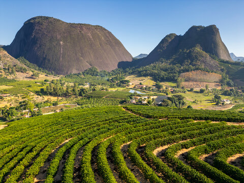 Aerial drone view of a conilon coffee plantation with rocky mountains in background in the rural area of Aguia Branca, Espirito Santo, Brazil.