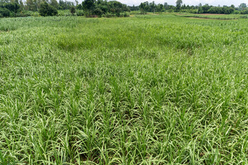Sugarcane field with white isolated background.