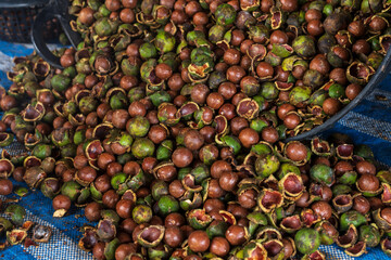Raw of Macadamia integrifolia in farm