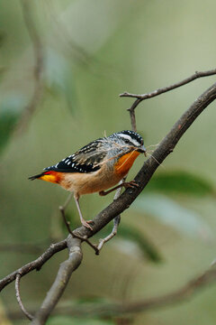 Spotted Pardalote bird
