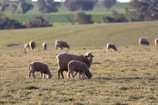 Merino ewe with twin merino lambs in a paddock
