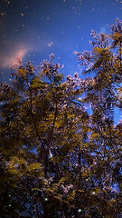 Top of tree and sky with stars photo illustration