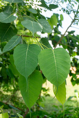Ficus religiosa or sacred fig