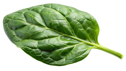 Fototapeta premium Spinach green leaf on a white or transparent background