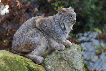 Majestic Lynx Resting on a Rock in Natural Habitat