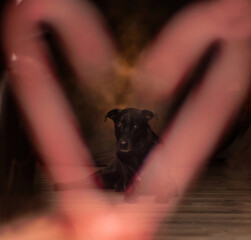 Pink candy cane heart around black labrador retriever dog against a brown background.