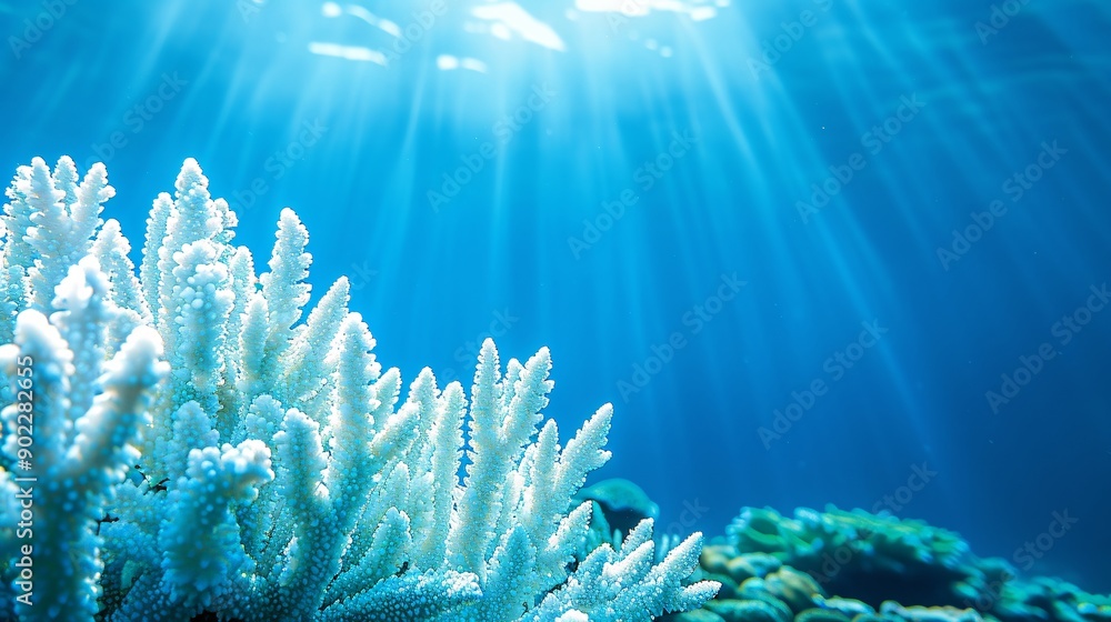 Poster Coral polyps visibly distressed and turning white in response to rising water temperatures ensuring ample empty space on the left side of the image for design purposes Stock Photo with copy space