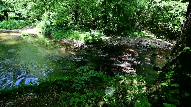 The scene is dynamic and serene. A stream flows over rocks in the Igneada forest, showcasing clear water and a lush natural environment. 