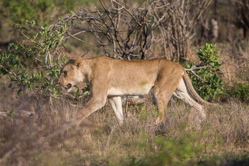 A lone Lioness walking through the african bush 