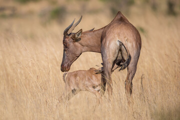 Hartebeest mom with a suckling calf