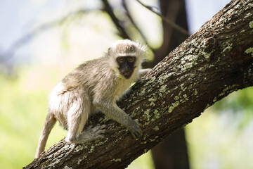 Vervet monkey sitting in a tree