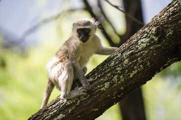 Vervet monkey sitting in a tree