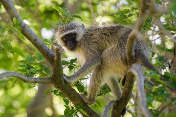 Vervet monkey sitting in a tree