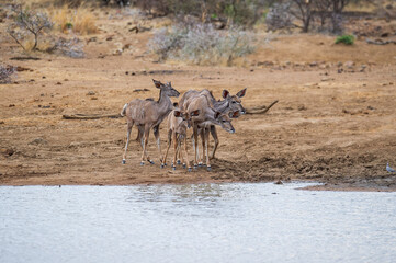 Herd of kudu nervously approaching a watering hole